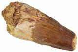 Fossil Spinosaurus Tooth - Real Dinosaur Tooth #305610-1